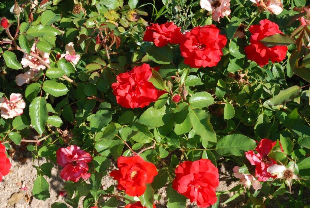 Rosa (Flor y hojas)